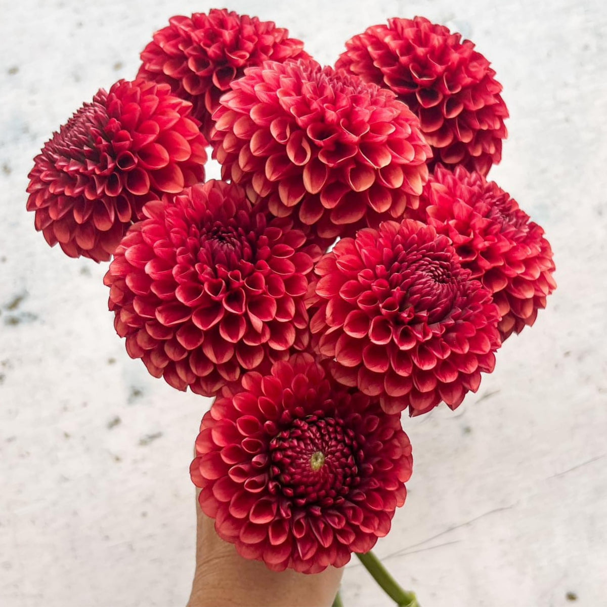 Copper Boy Dahlia Seeds, 40+ seeds