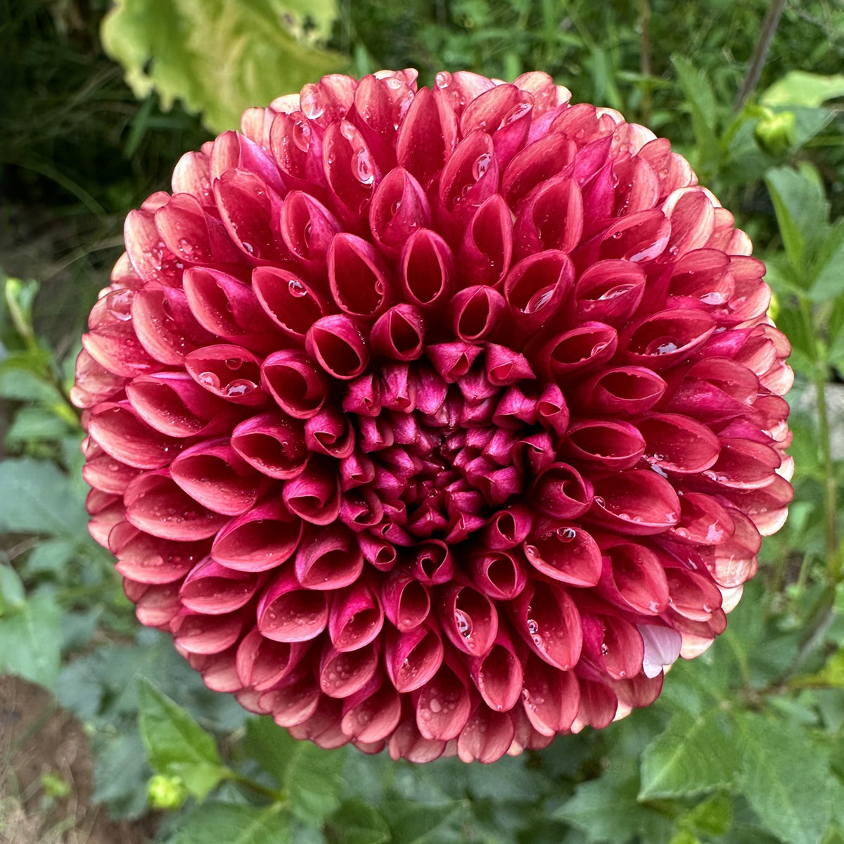 Copper Boy Dahlia Seeds, 40+ seeds
