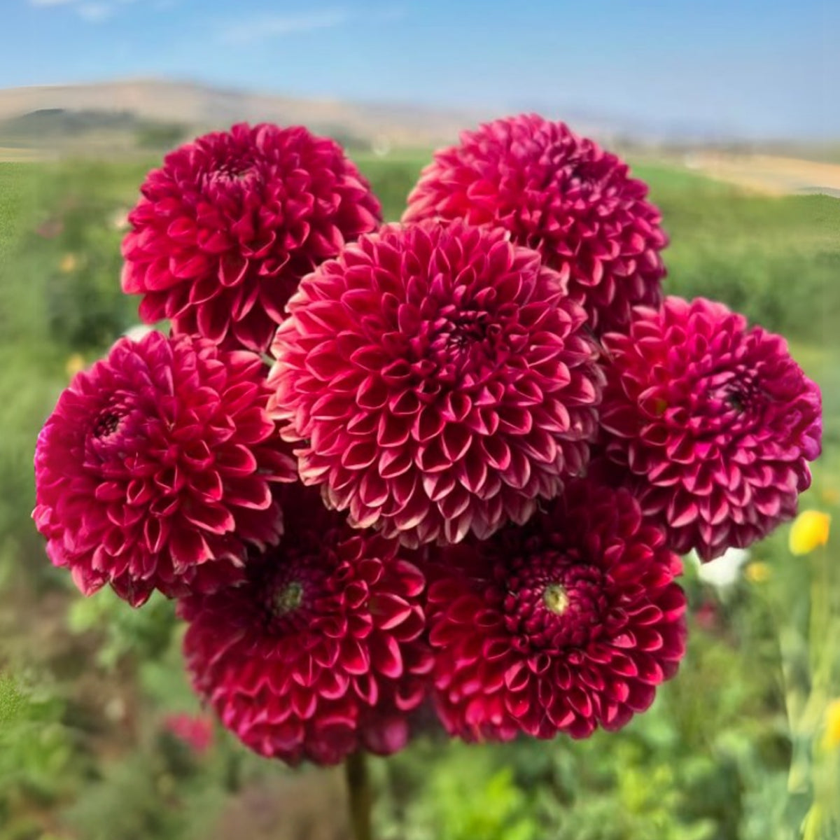 Copper Boy Dahlia Seeds, 40+ seeds