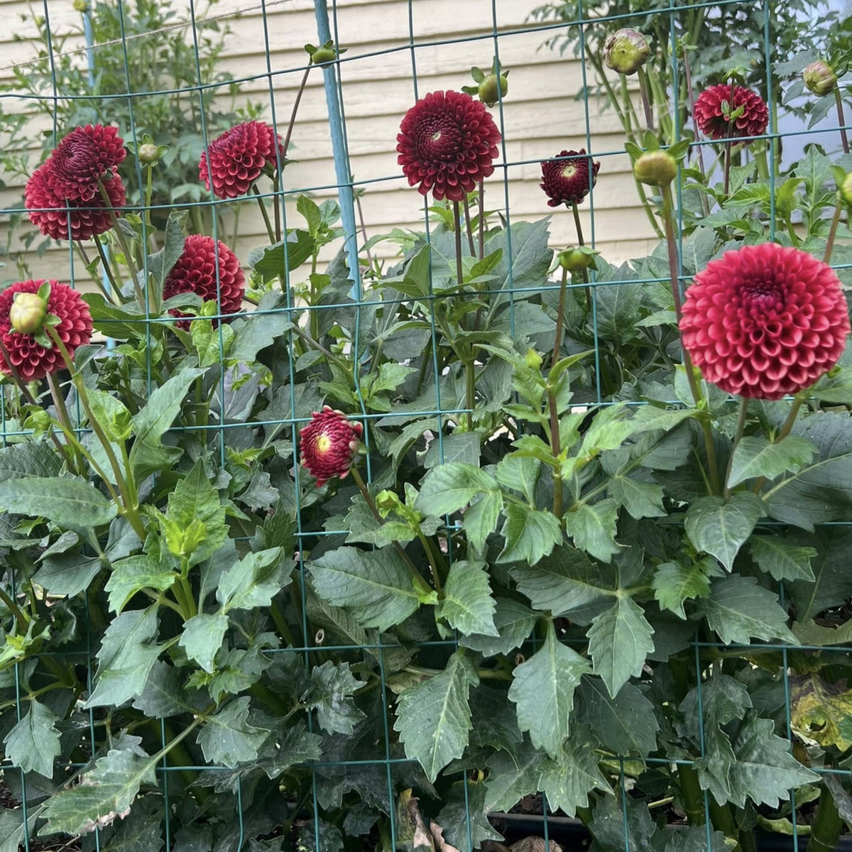 Copper Boy Dahlia Seeds, 40+ seeds