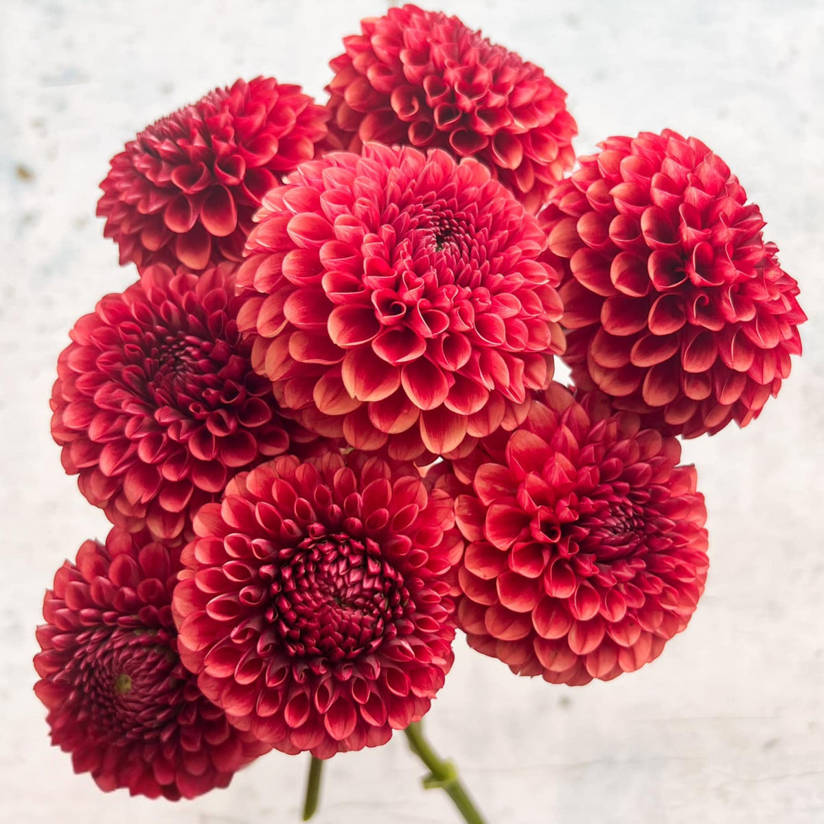 Copper Boy Dahlia Seeds, 40+ seeds