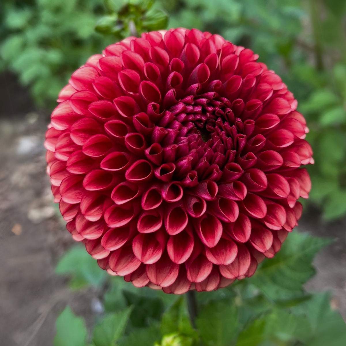 Copper Boy Dahlia Seeds, 40+ seeds