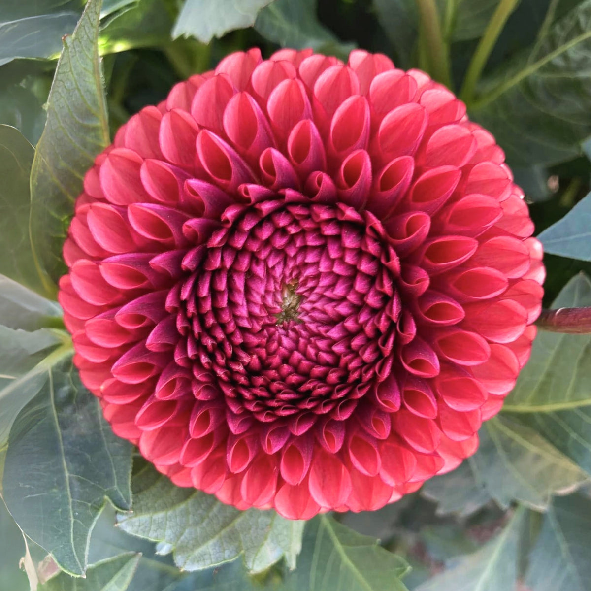 Copper Boy Dahlia Seeds, 40+ seeds