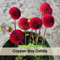 40+ Seeds|  Copper Boy Dahlia Seeds#D048