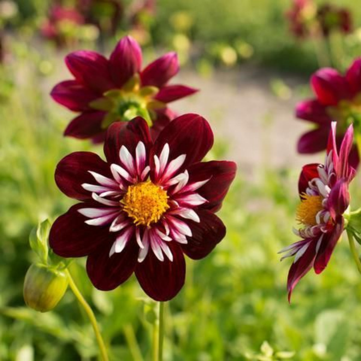 Night Butterfly Dahlia Seeds, 40+ seeds