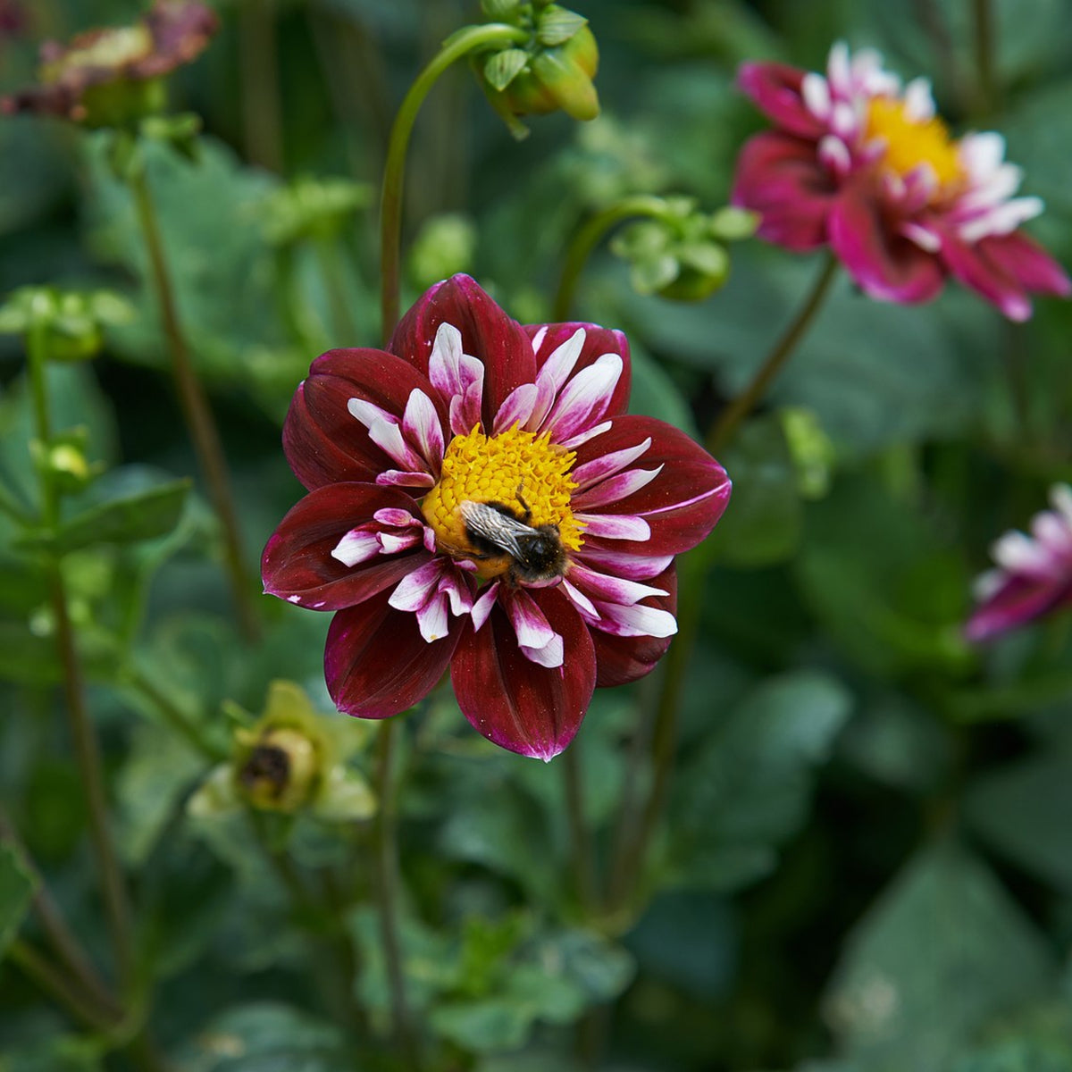 Night Butterfly Dahlia Seeds, 40+ seeds