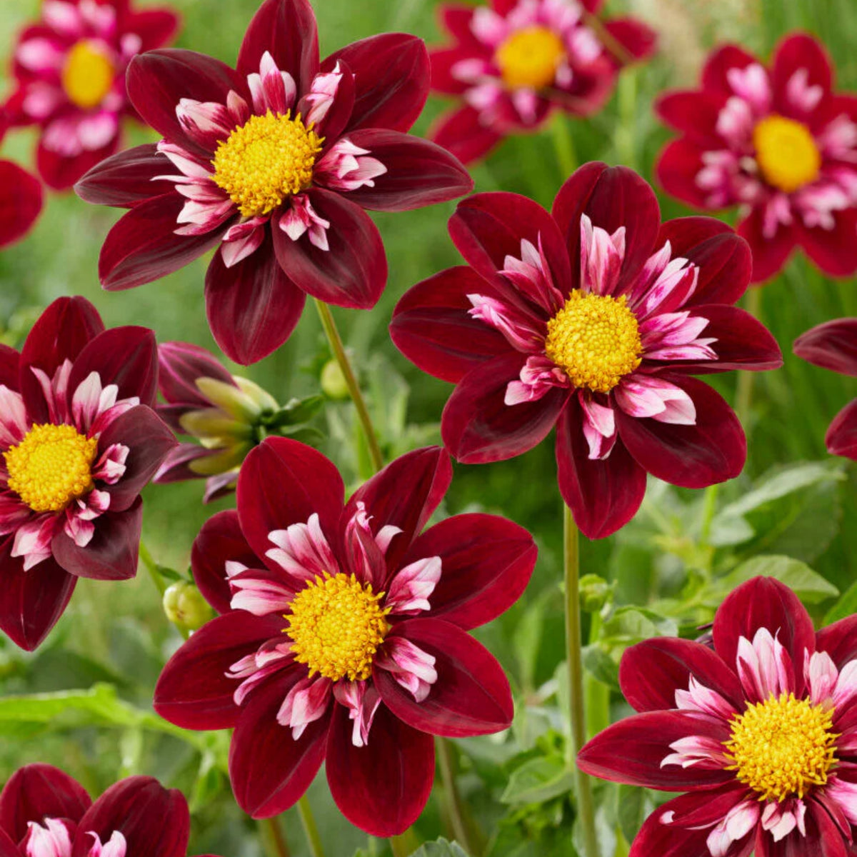 Night Butterfly Dahlia Seeds, 40+ seeds