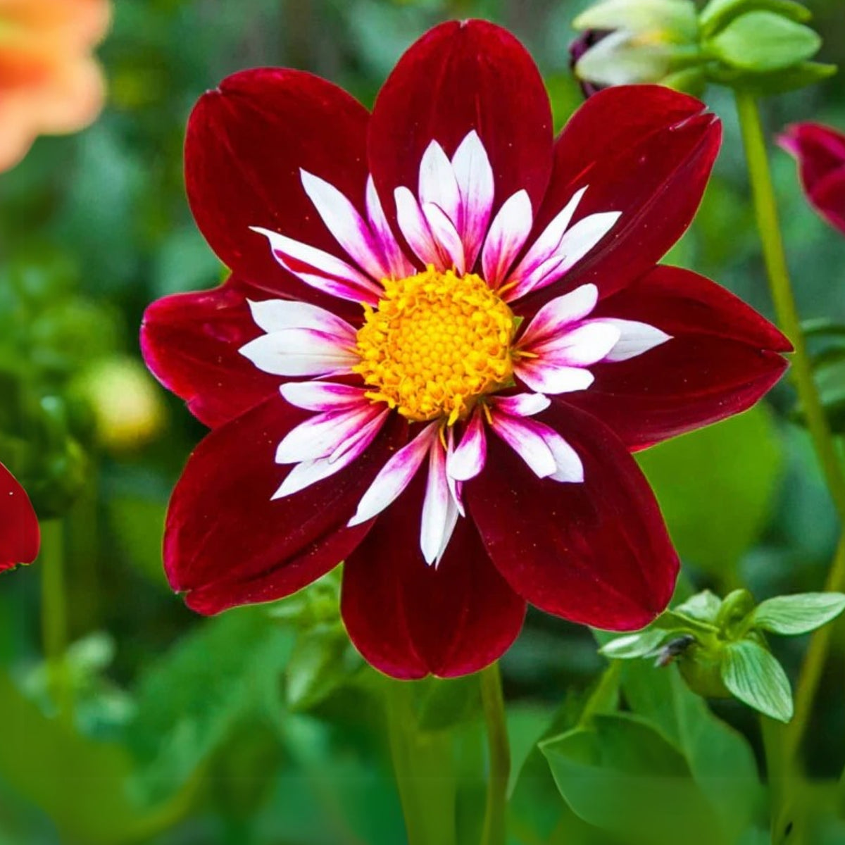 Night Butterfly Dahlia Seeds, 40+ seeds