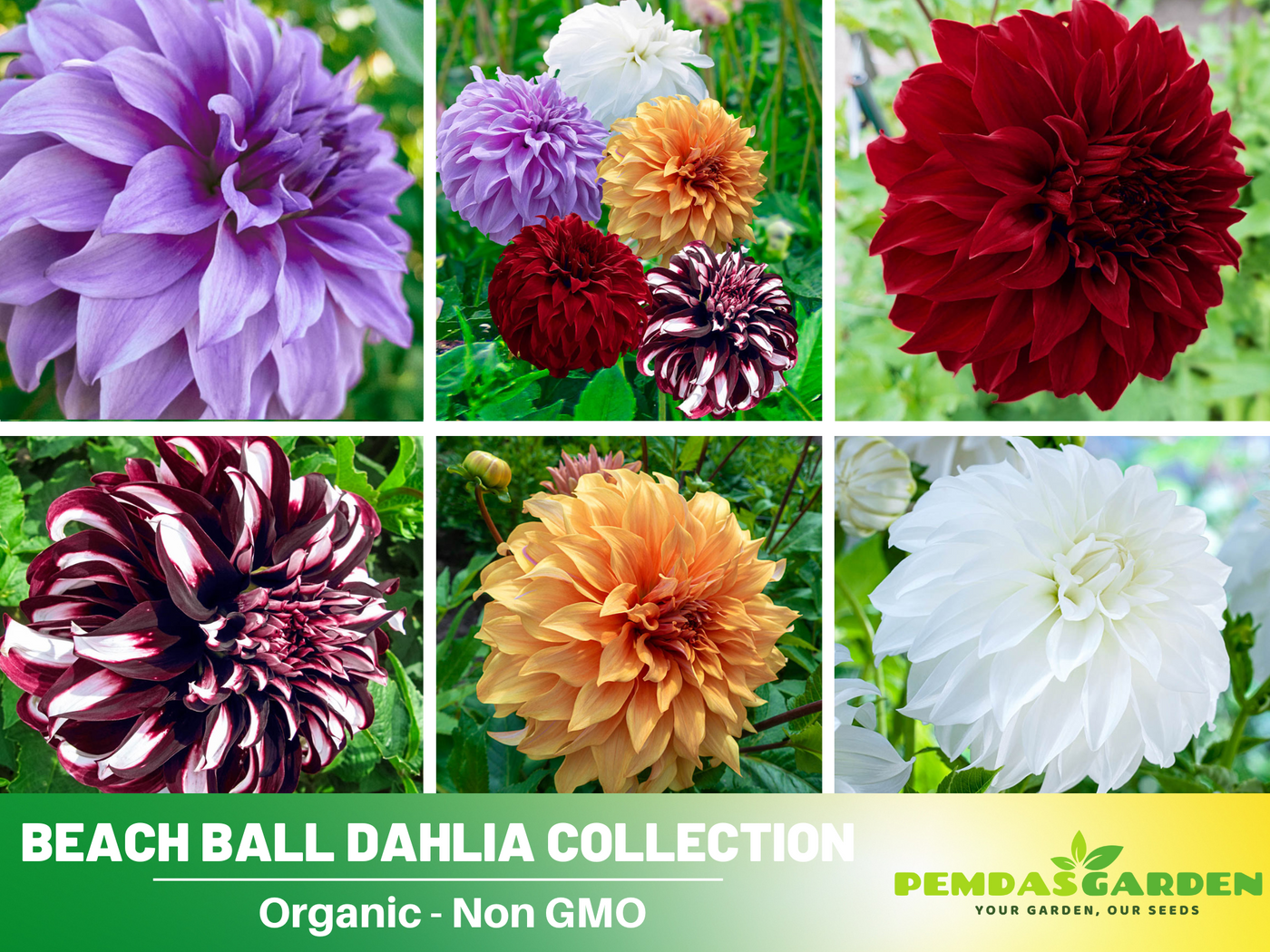perennial dahlia seeds 40+ Seeds| Beach Ball Dahlia Collection Perennial Seeds- Authentic - Open-Pollinated - Organic - Heirloom - Flower Seeds - Container
