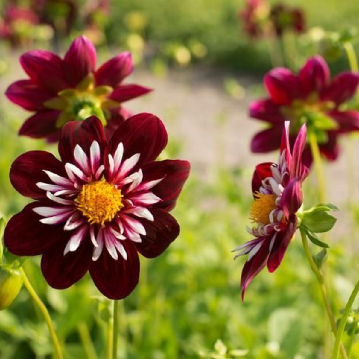 Night Butterfly Dahlia Seeds, 40+ seeds