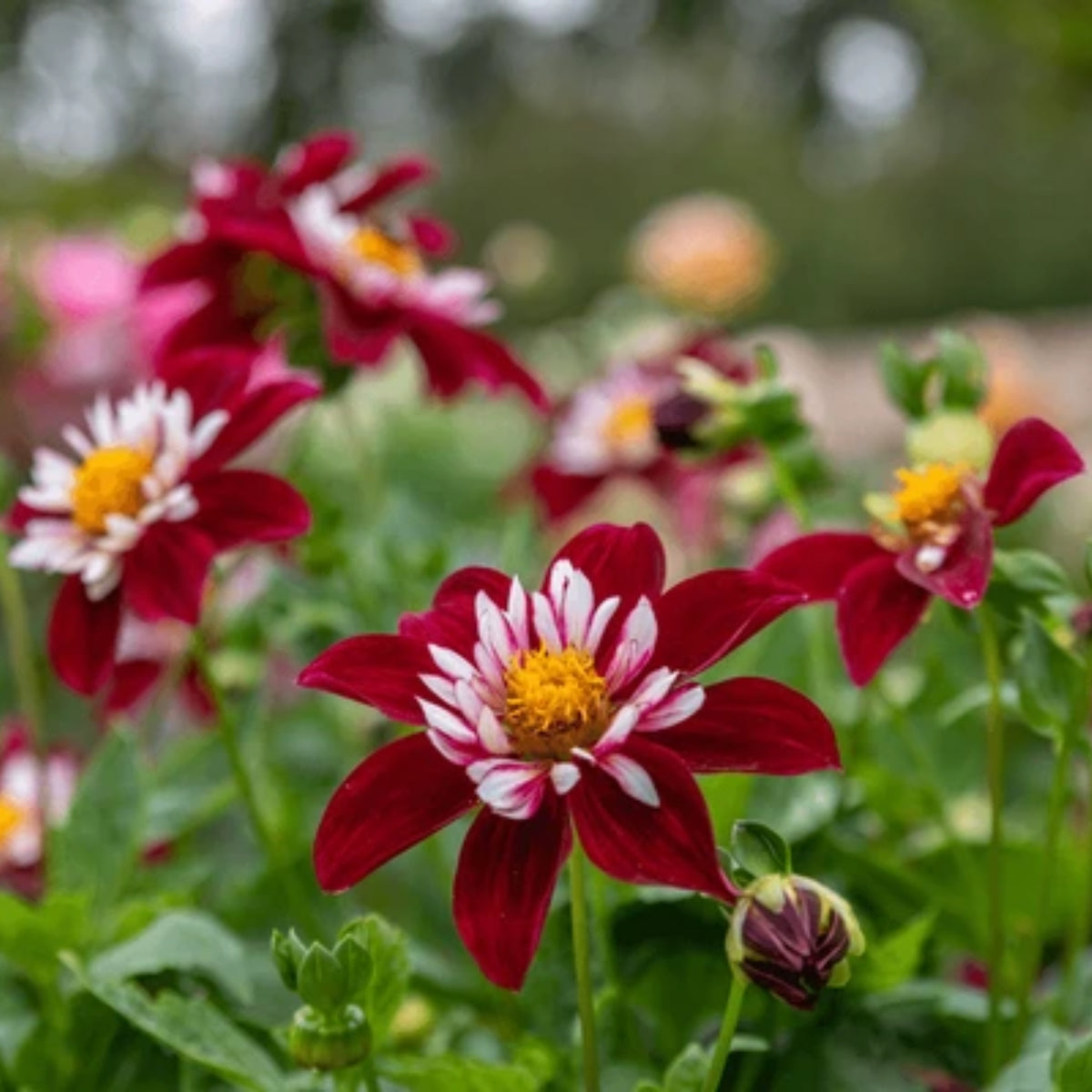 Night Butterfly Dahlia Seeds, 40+ seeds