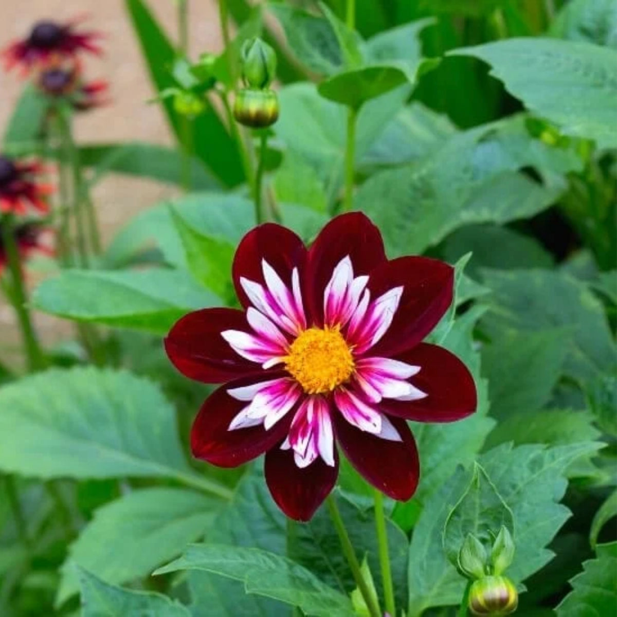 Night Butterfly Dahlia Seeds, 40+ seeds