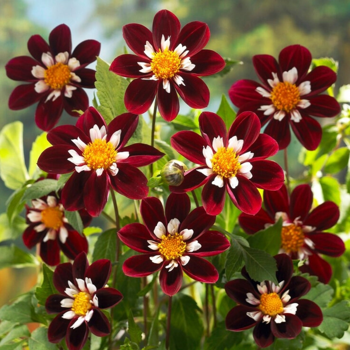 Night Butterfly Dahlia Seeds, 40+ seeds