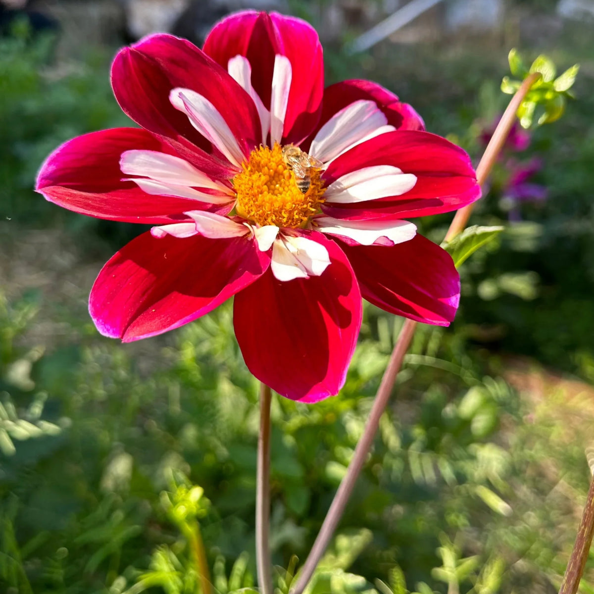 Night Butterfly Dahlia Seeds, 40+ seeds