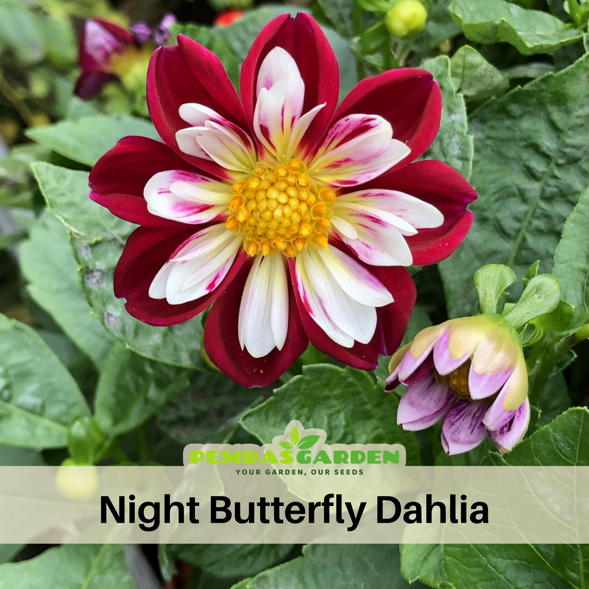 Night Butterfly Dahlia Seeds, 40+ seeds