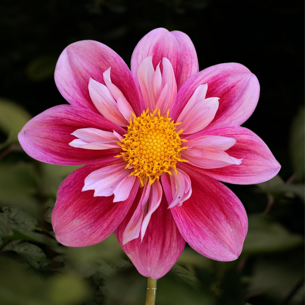 Edith Jones Dahlia Seeds, 40+ seeds