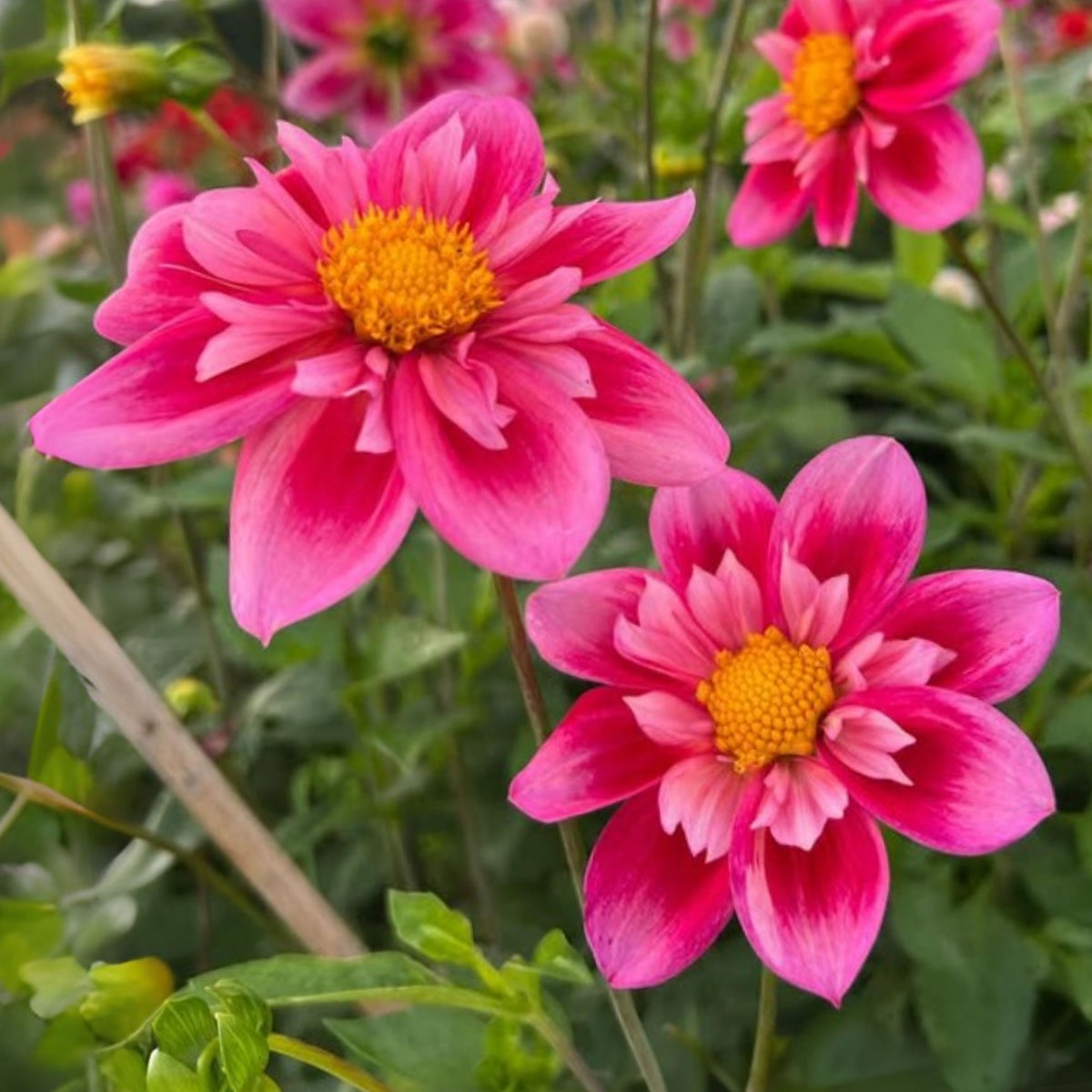 Edith Jones Dahlia Seeds, 40+ seeds