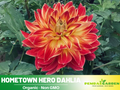 40+ Seeds|  Hometown Hero Dahlia Perennial Seeds – Long Lasting Blooms, Ideal for Cut Flower Arrangements, Vibrant Garden Mix for Summer & Fall#D051
