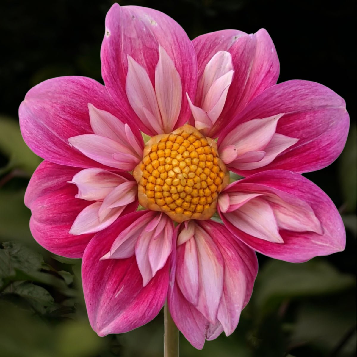 Edith Jones Dahlia Seeds, 40+ seeds