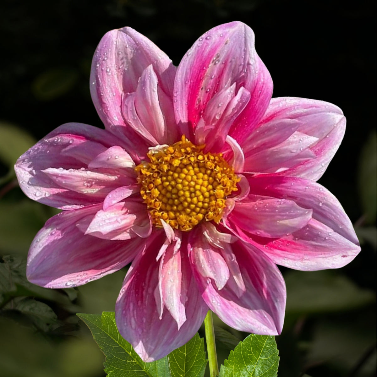 Edith Jones Dahlia Seeds, 40+ seeds