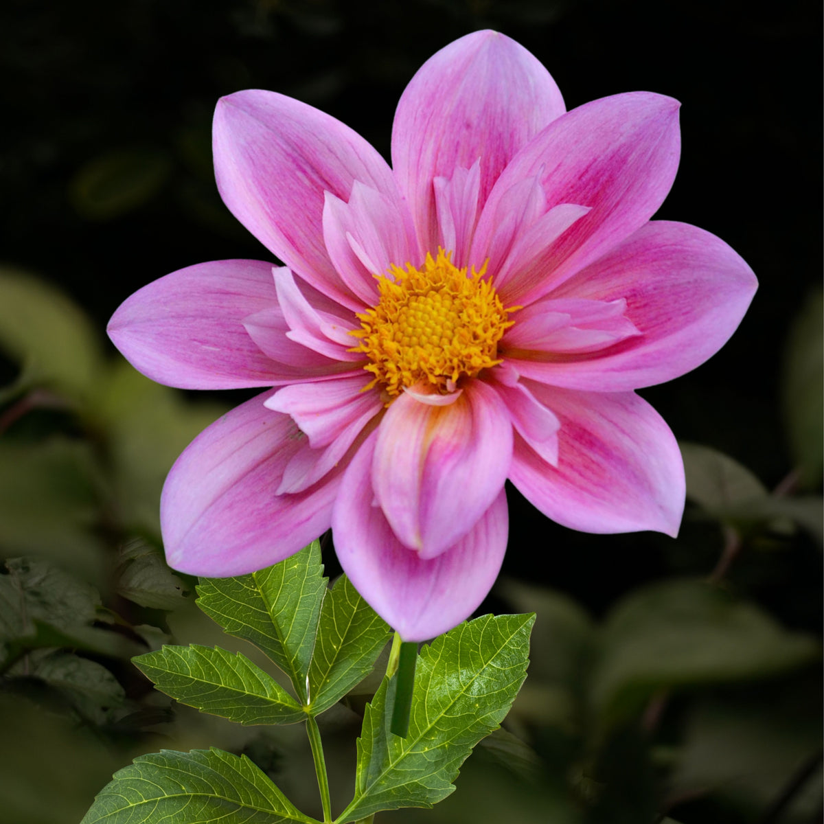 Edith Jones Dahlia Seeds, 40+ seeds