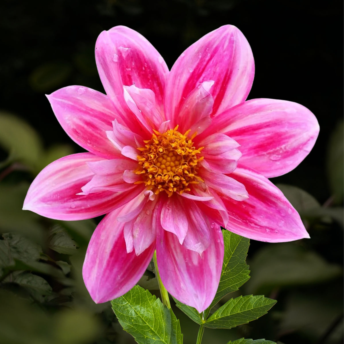Edith Jones Dahlia Seeds, 40+ seeds