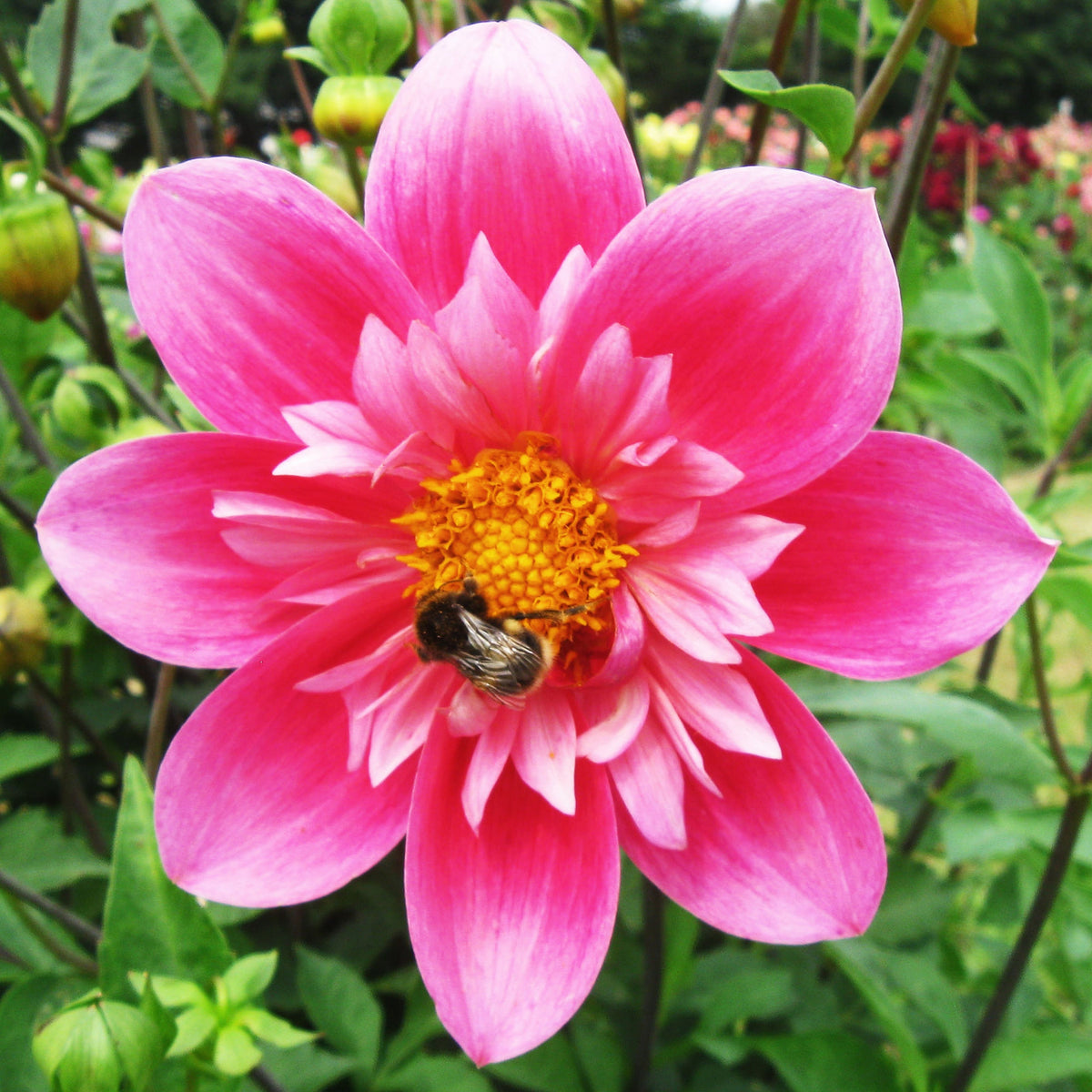 Edith Jones Dahlia Seeds, 40+ seeds