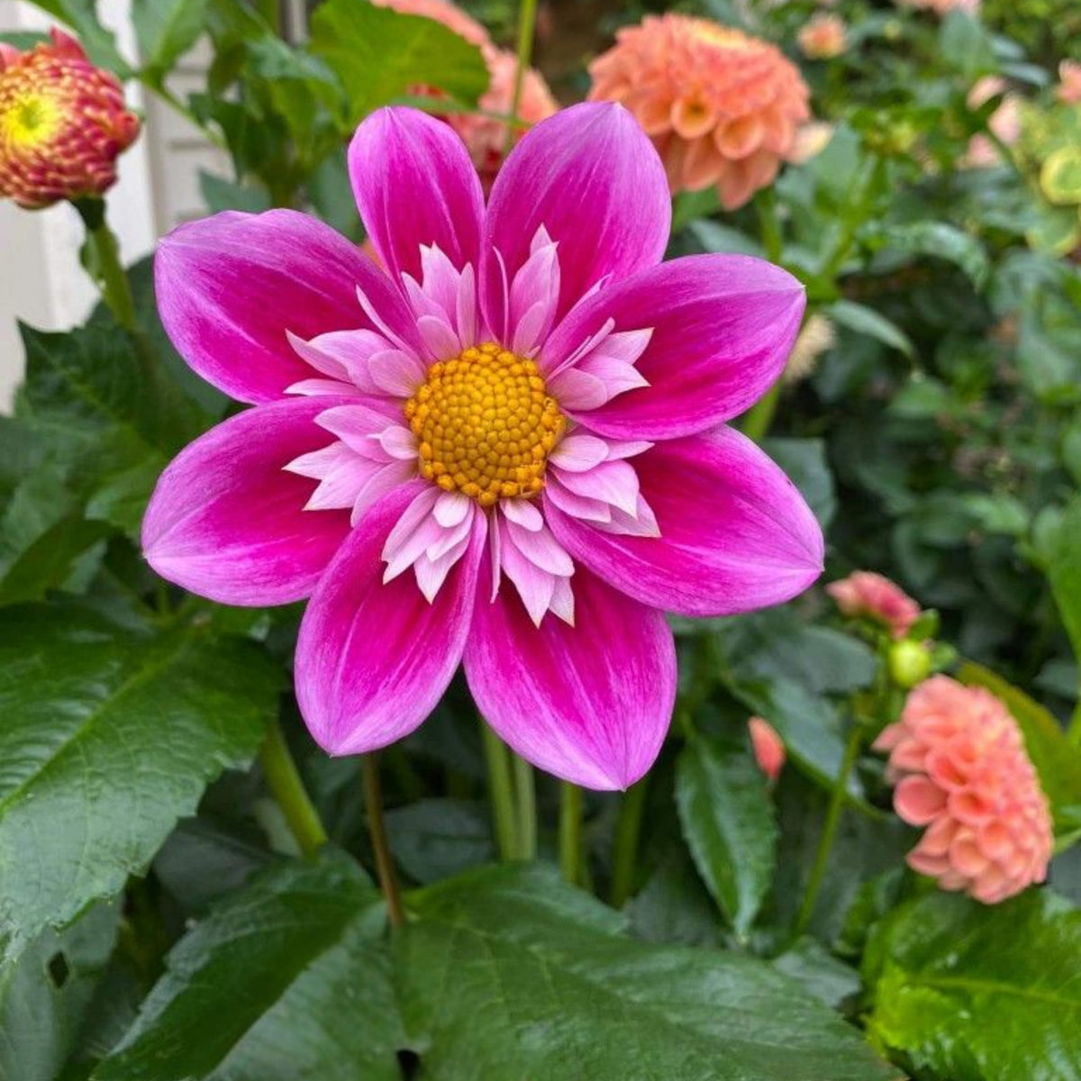 Edith Jones Dahlia Seeds, 40+ seeds