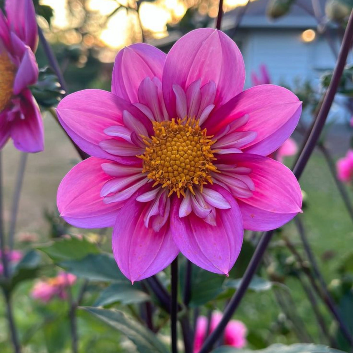 Edith Jones Dahlia Seeds, 40+ seeds