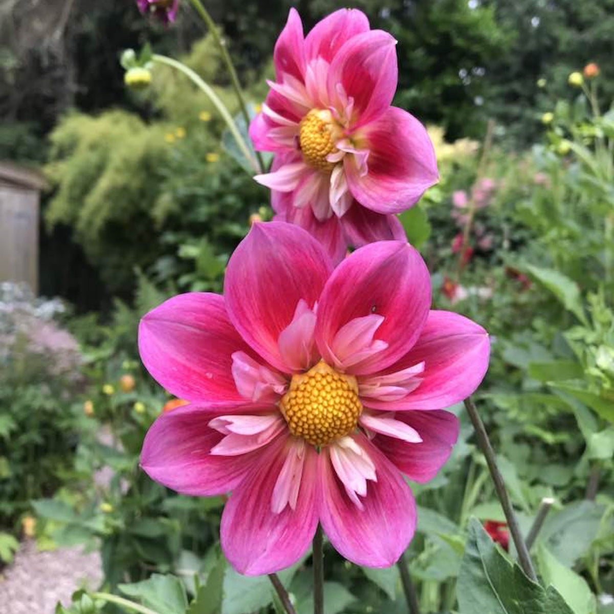 Edith Jones Dahlia Seeds, 40+ seeds