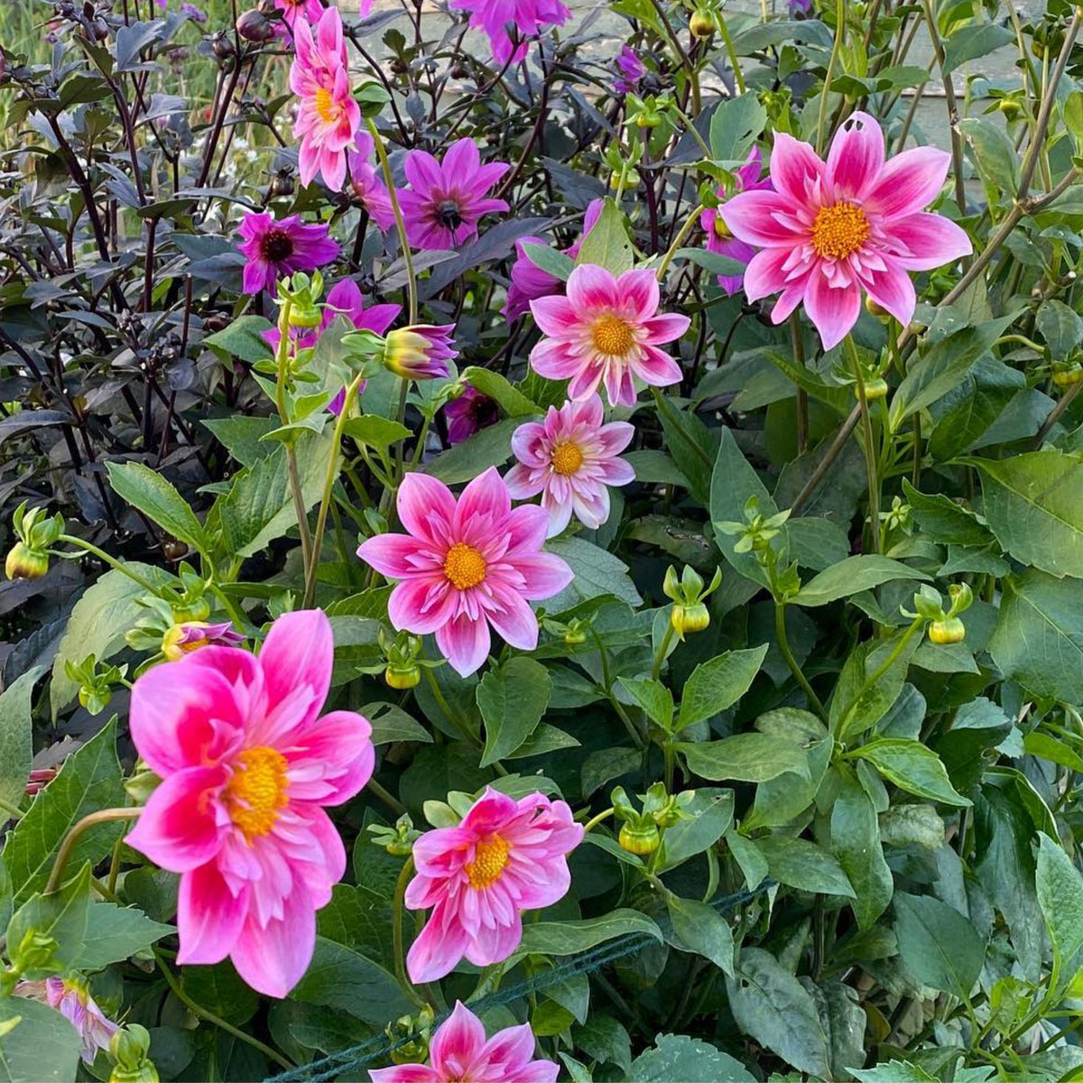 Edith Jones Dahlia Seeds, 40+ seeds