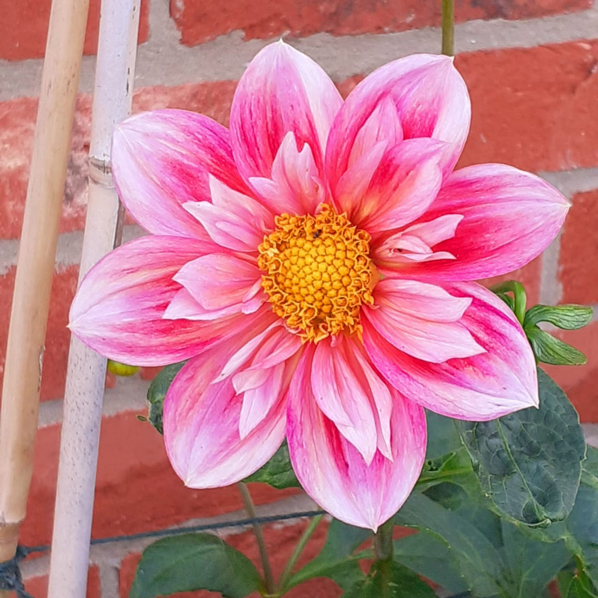 Edith Jones Dahlia Seeds, 40+ seeds