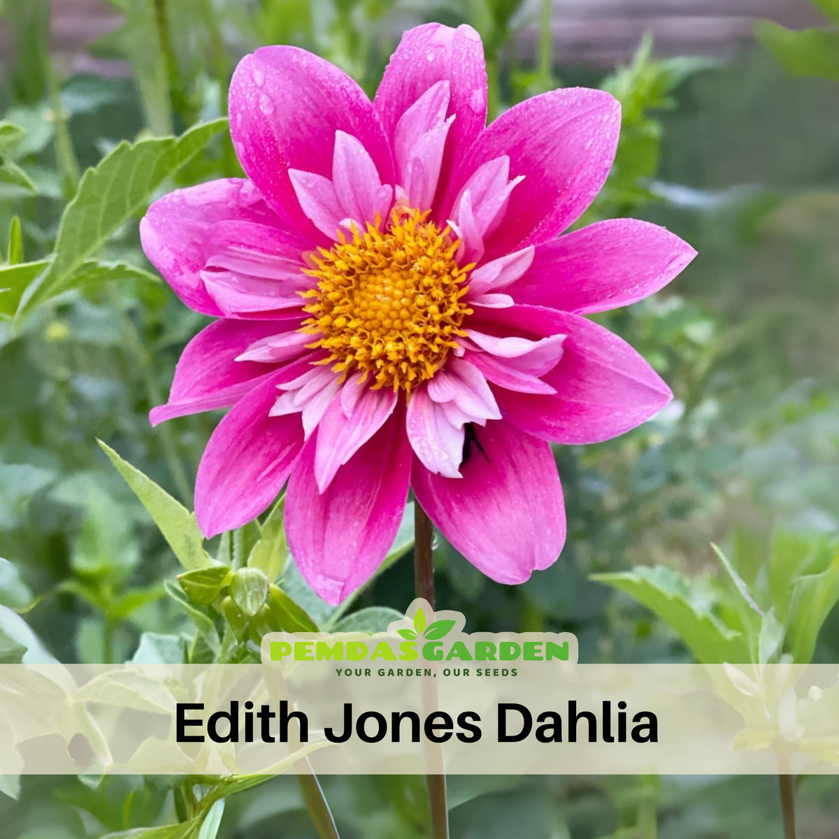Edith Jones Dahlia Seeds, 40+ seeds