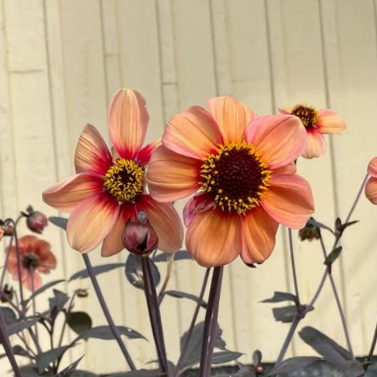 Happy Single Kiss Dahlia Seeds, 40+ seeds
