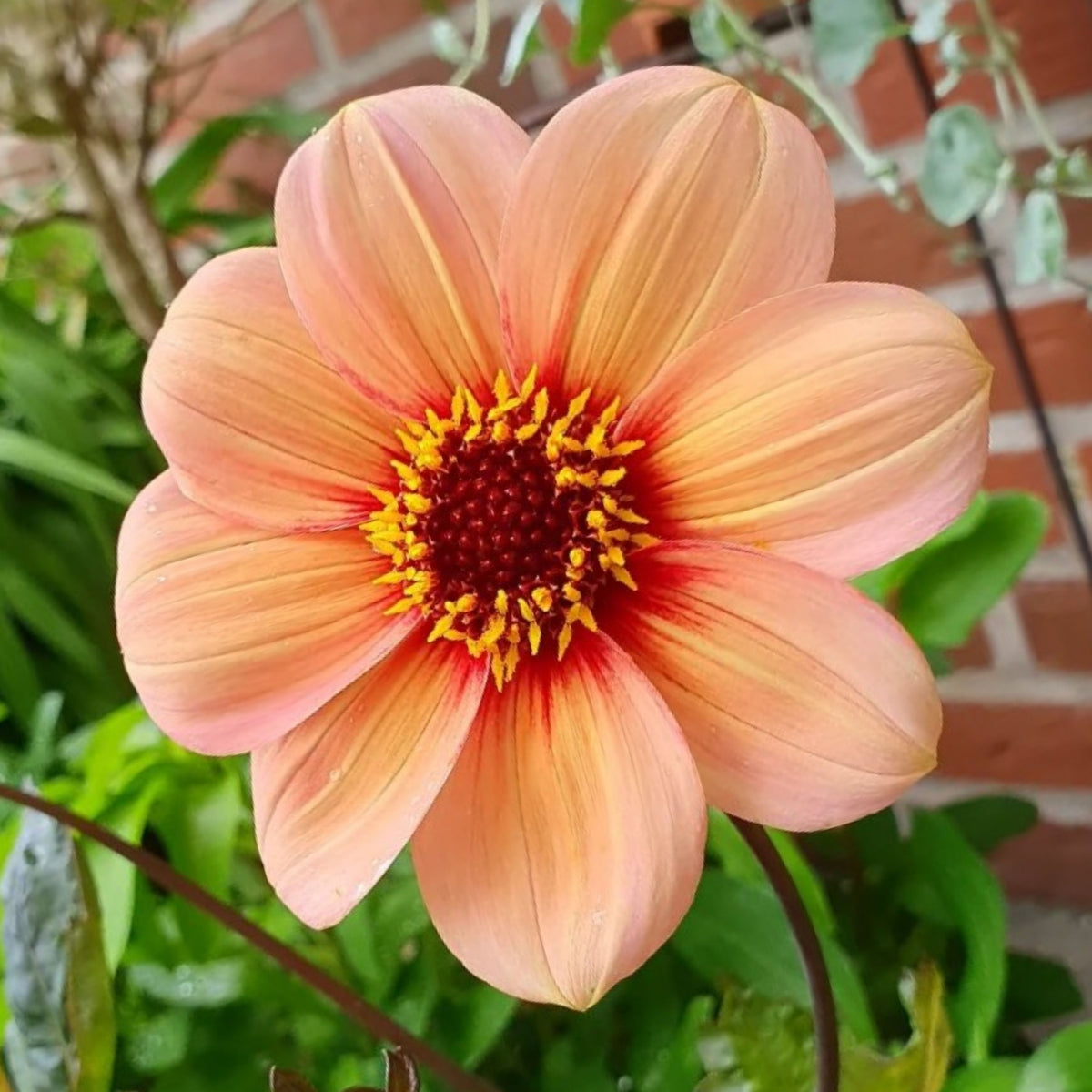 Happy Single Kiss Dahlia Seeds, 40+ seeds