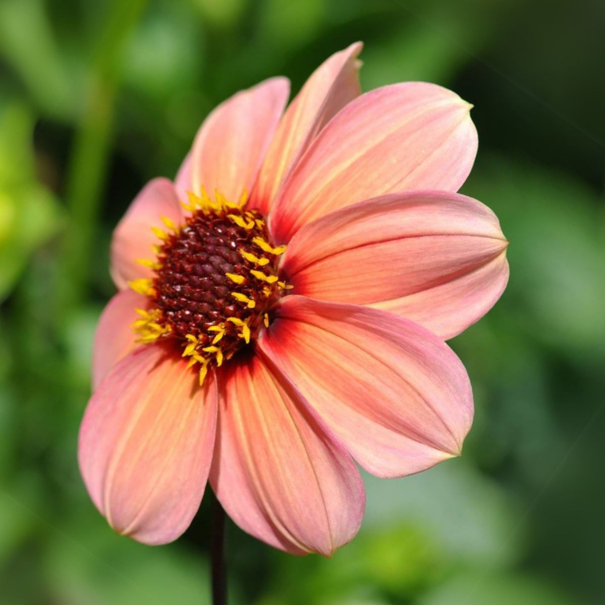 Happy Single Kiss Dahlia Seeds, 40+ seeds