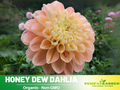 40+ Seeds|  Honey Dew Dahlia Perennial Seeds – Long Lasting Blooms, Ideal for Cut Flower Arrangements, Vibrant Garden Mix for Summer & Fall#D052