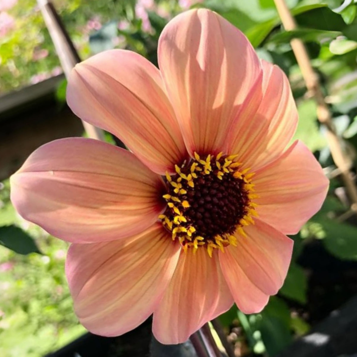 Happy Single Kiss Dahlia Seeds, 40+ seeds