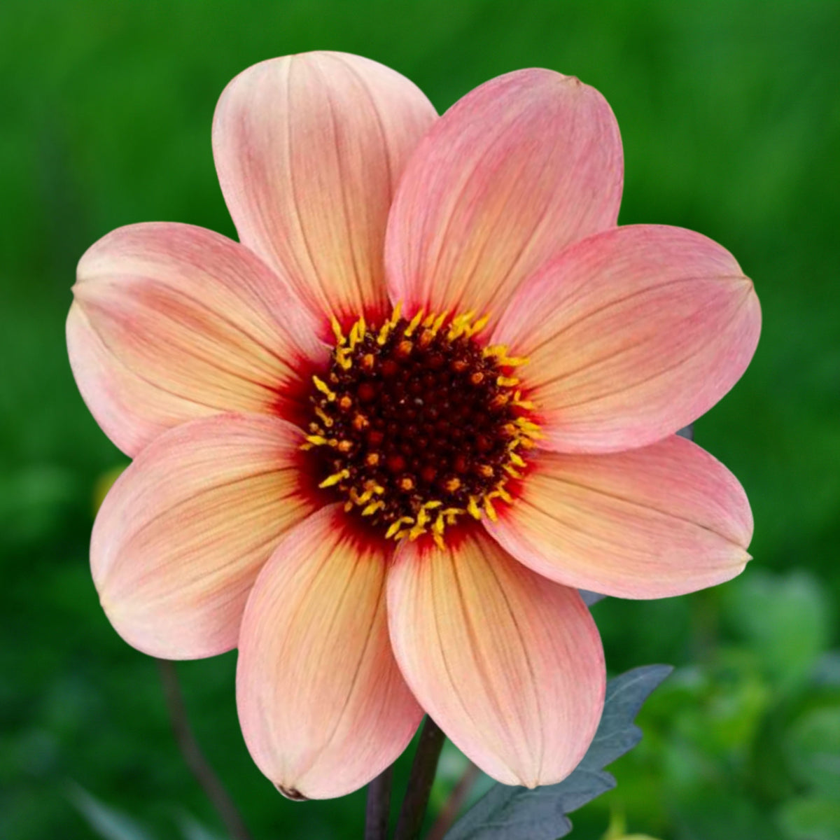 Happy Single Kiss Dahlia Seeds, 40+ seeds