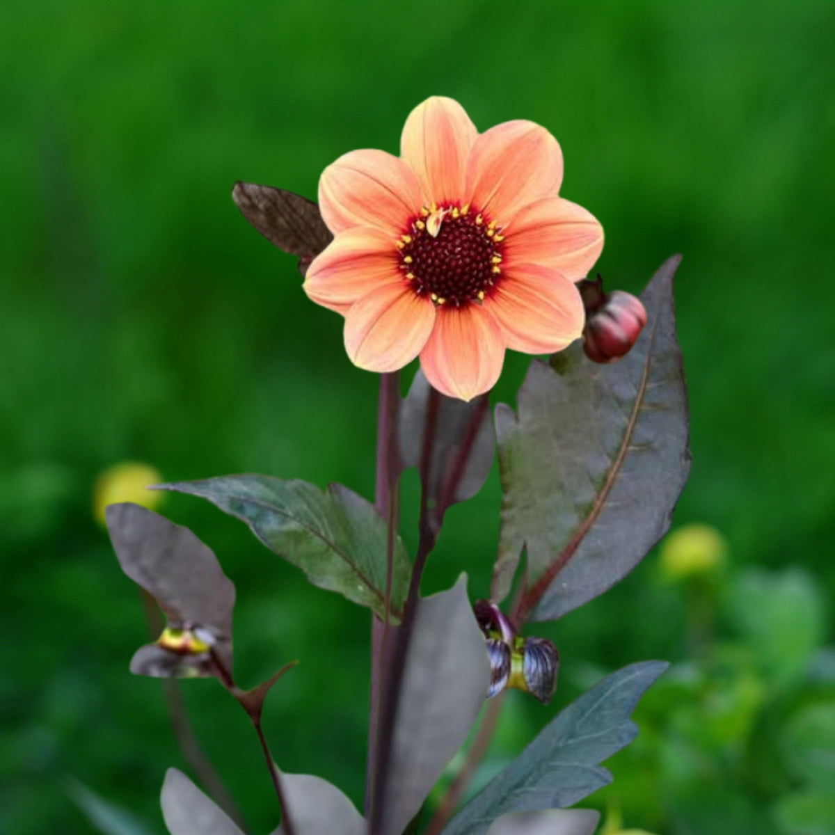 Happy Single Kiss Dahlia Seeds, 40+ seeds