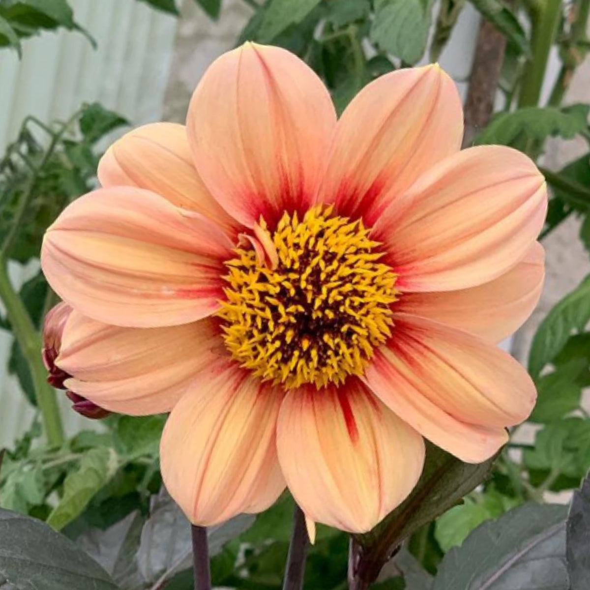 Happy Single Kiss Dahlia Seeds, 40+ seeds