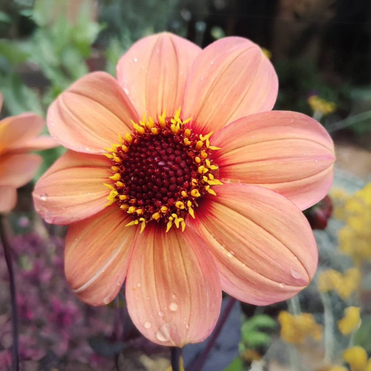 Happy Single Kiss Dahlia Seeds, 40+ seeds