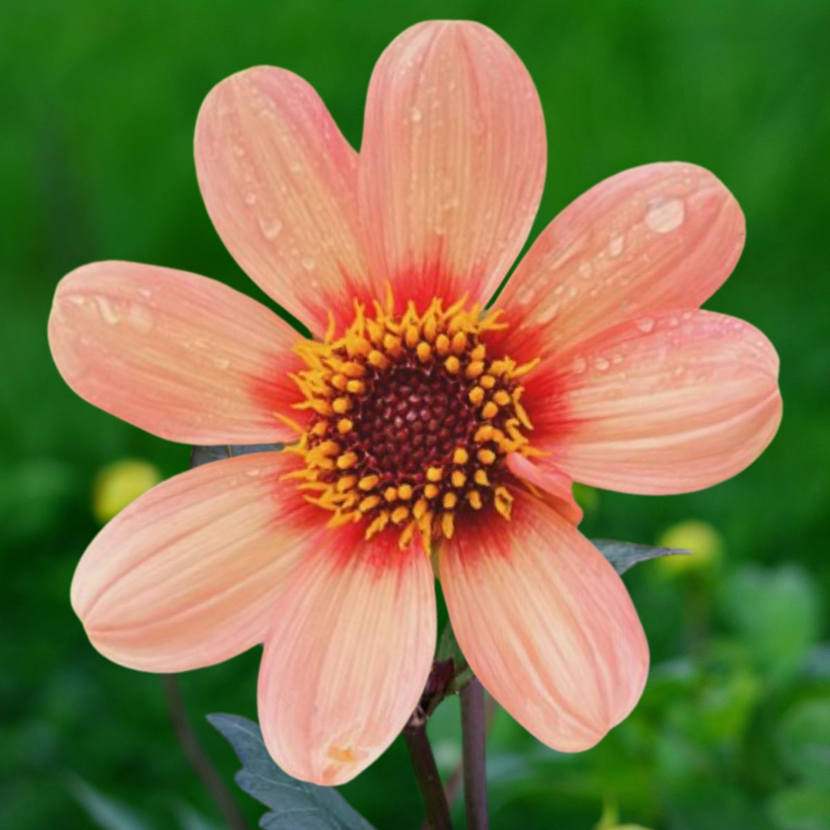 Happy Single Kiss Dahlia Seeds, 40+ seeds