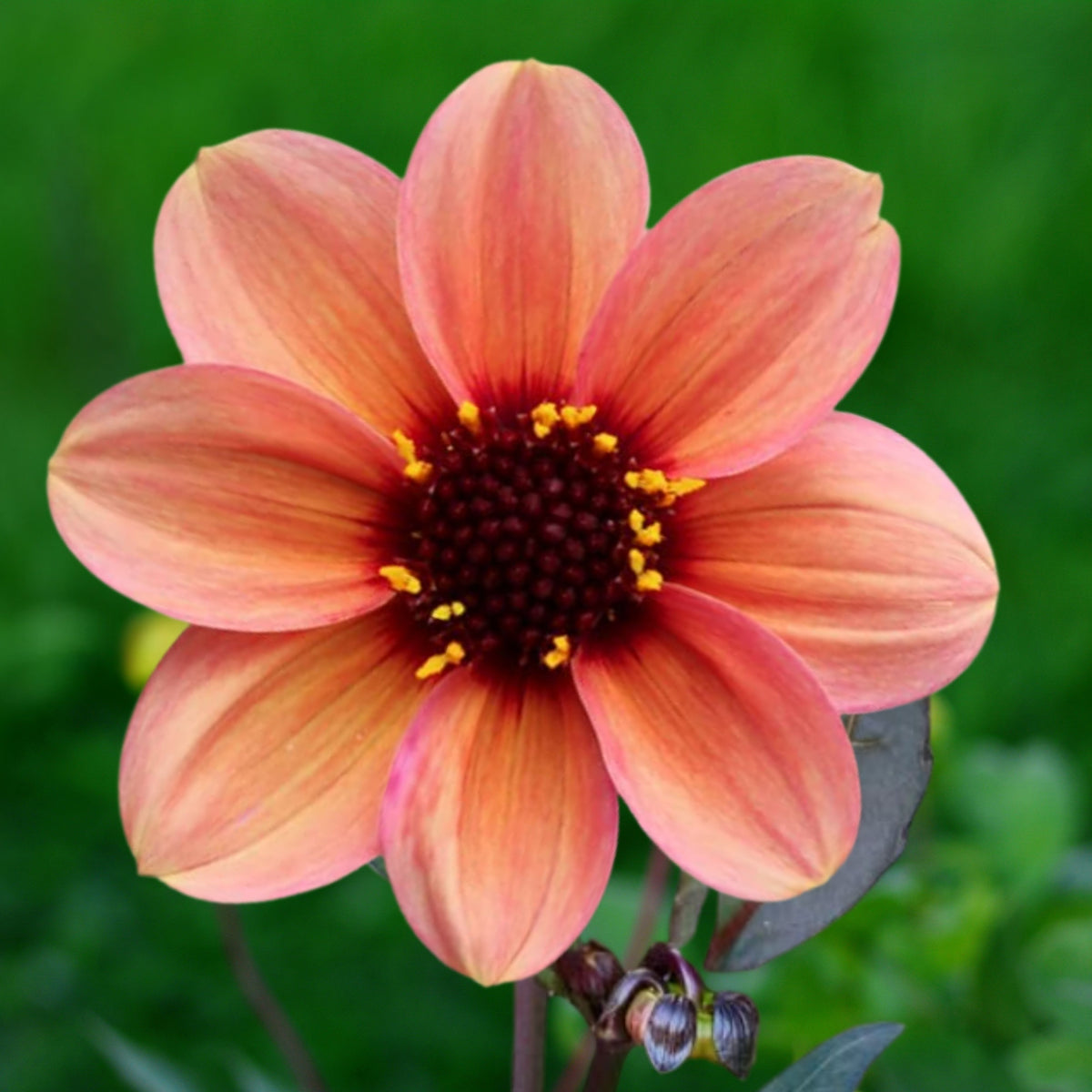 Happy Single Kiss Dahlia Seeds, 40+ seeds