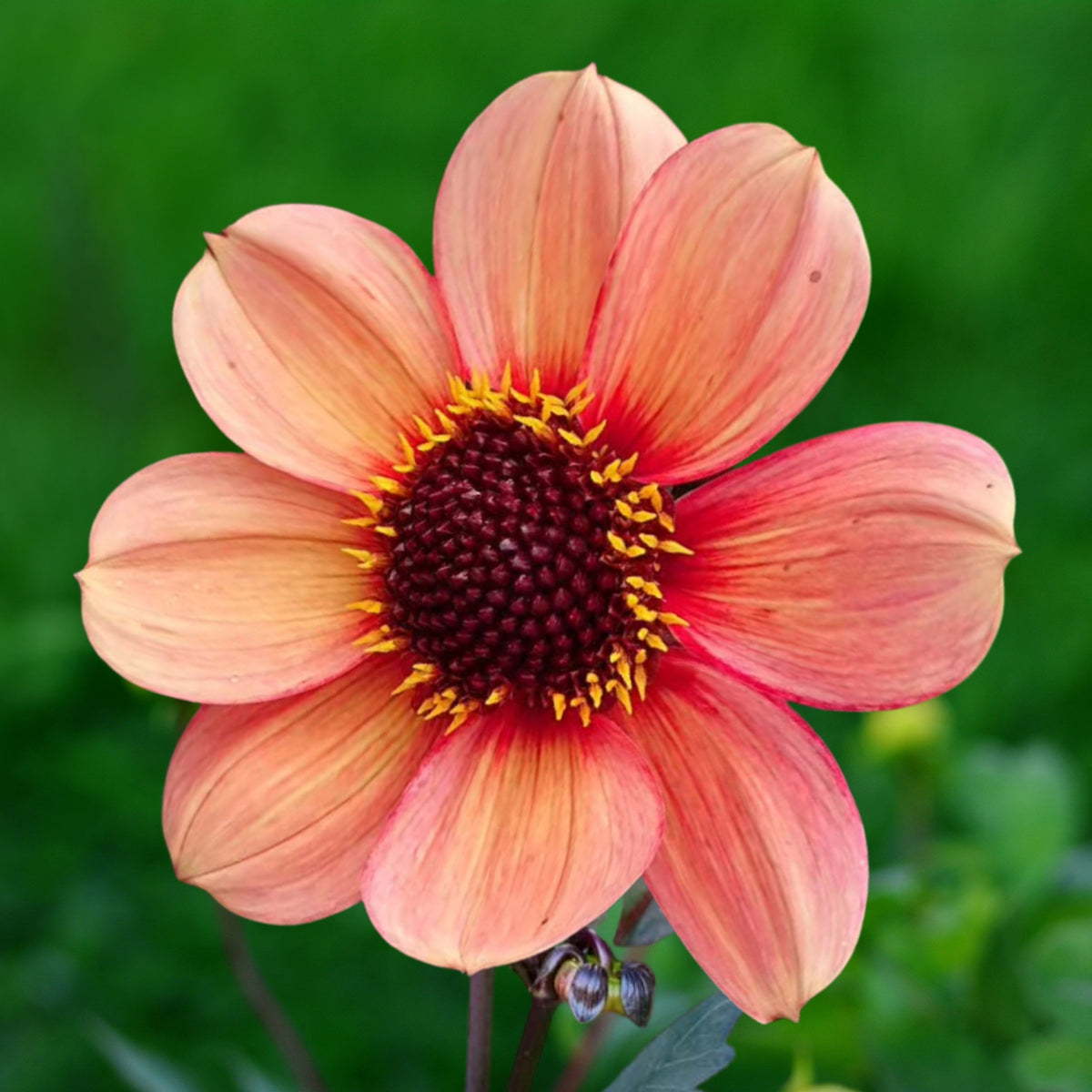 Happy Single Kiss Dahlia Seeds, 40+ seeds