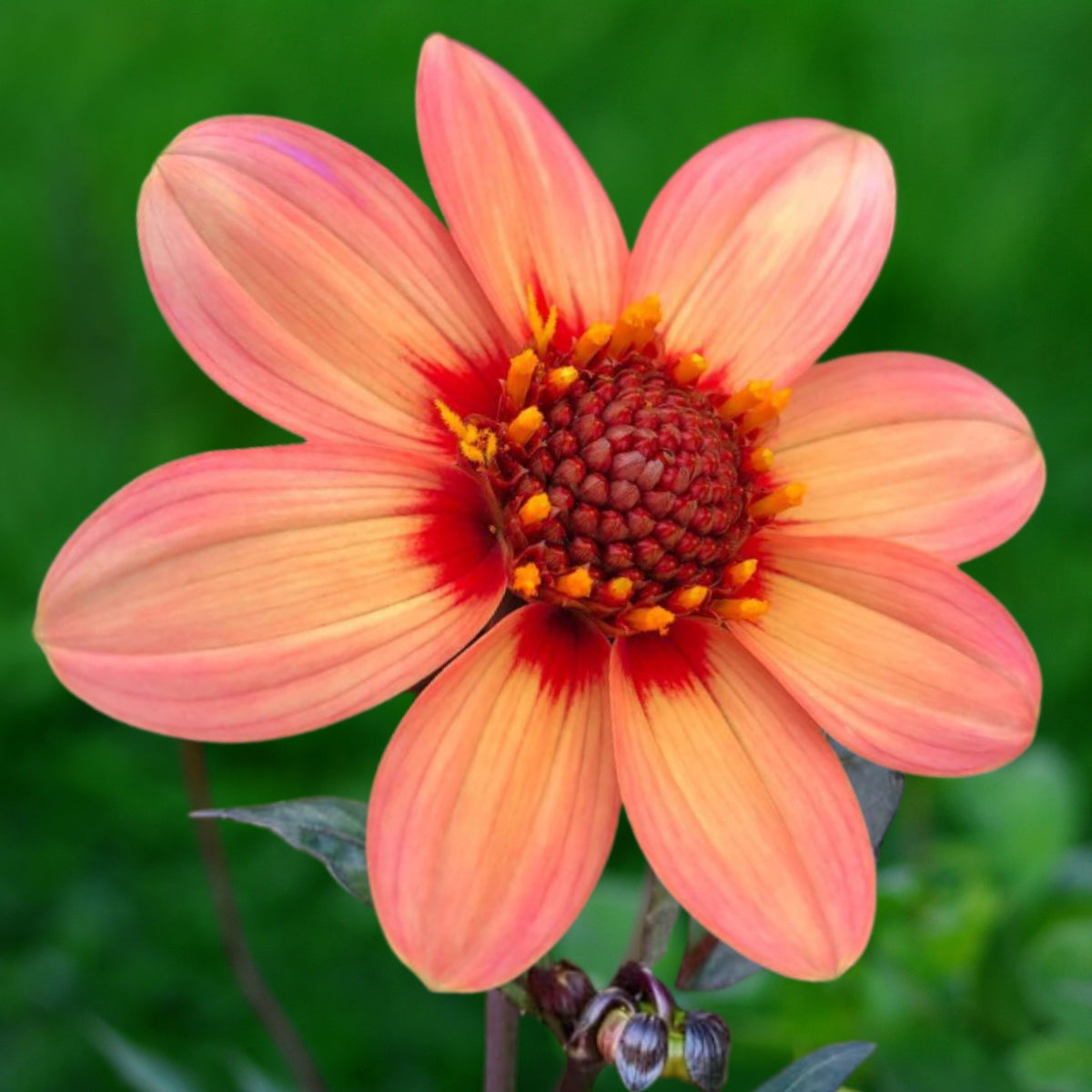 Happy Single Kiss Dahlia Seeds, 40+ seeds