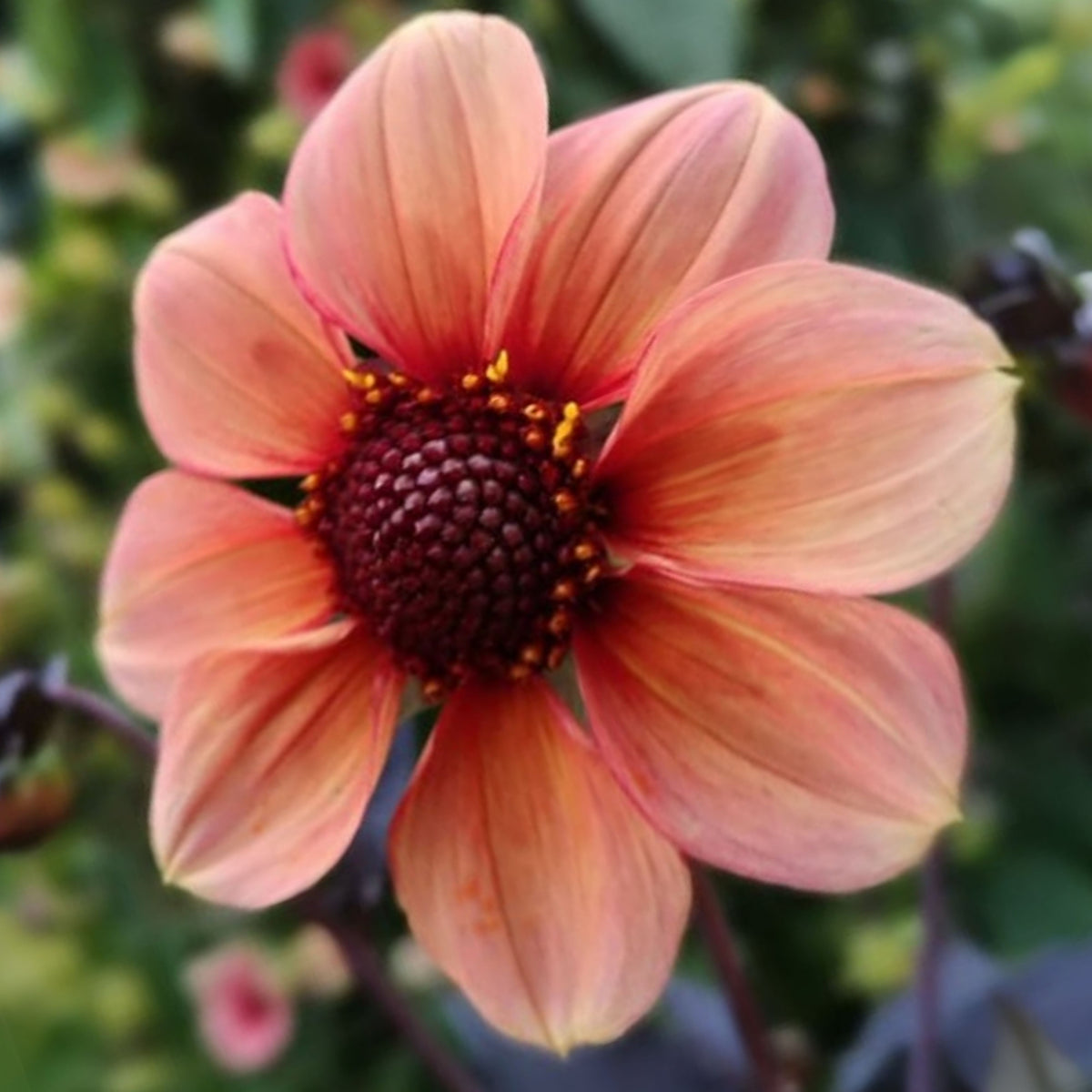 Happy Single Kiss Dahlia Seeds, 40+ seeds