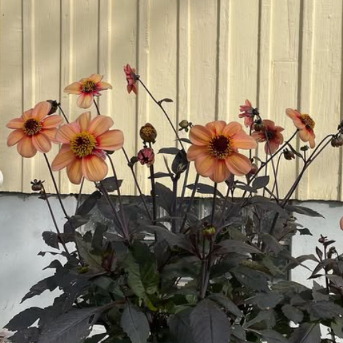 Happy Single Kiss Dahlia Seeds, 40+ seeds