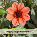 40+ Seeds|  Happy Single Kiss Dahlia Seeds#D052