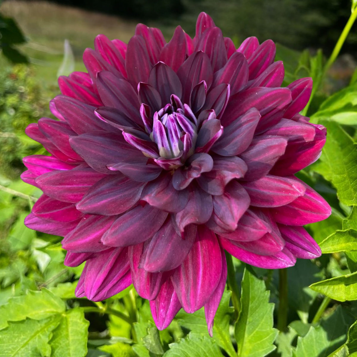 Hollyhill Black Beauty Dahlia Perennial Seeds, 40+ seeds